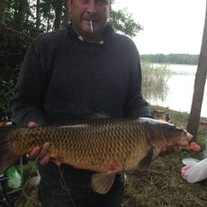 Paprastasis karpis, 9,5 kg