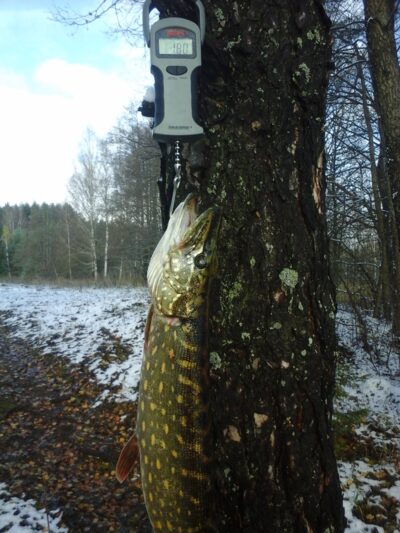 Lydeka, 1,8 kg — Kiaunas