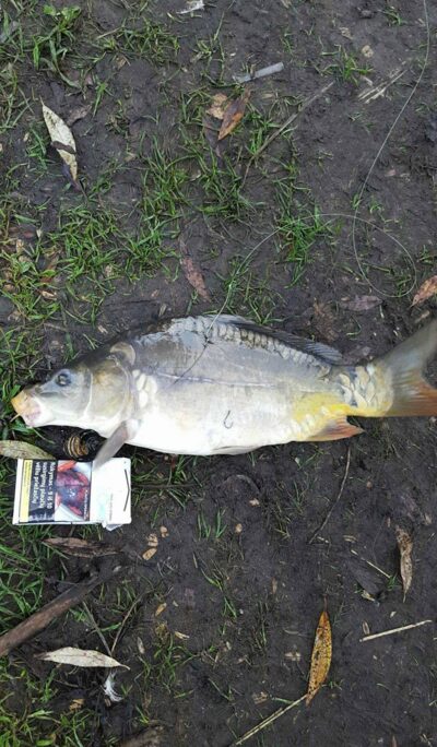 Paprastasis karpis, 1,6 kg