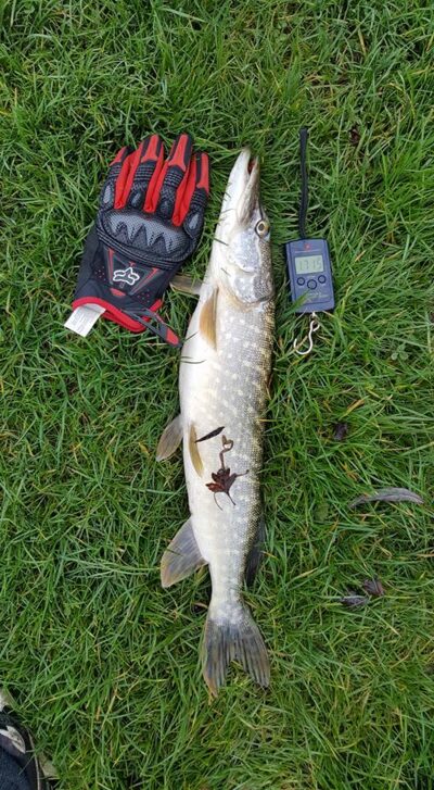 Lydeka, 1,7 kg — West Fen Drain