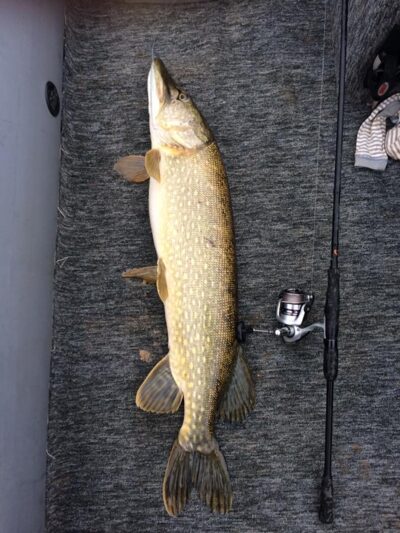 Lydeka, 6,6 kg