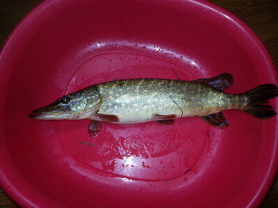 Lydeka, 1,1 kg