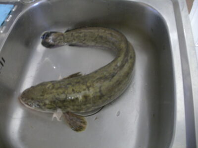 Vėgėlė, 1,5 kg — Nemunas