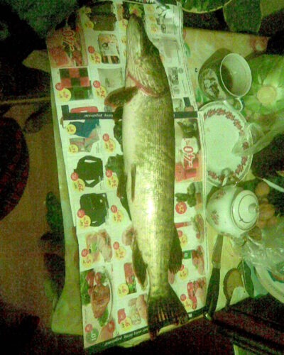 Lydeka, 1,8 kg — Danė