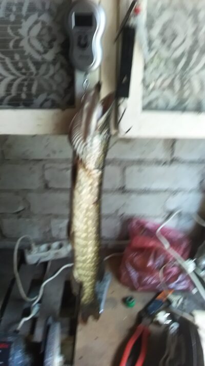 Auksinė žuvelė, 1,7 kg