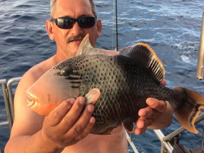 Halfmoon triggerfish, 2,7 kg — INDIJOS VANDENYNAS