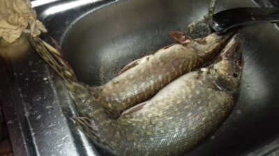 Lydeka, 2,7 kg