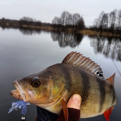 Ešerys, 0,7 kg — Minija