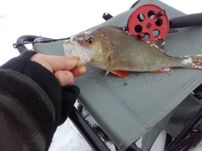 Ešerys, 0,4 kg