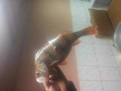 Ešerys, 0,6 kg — Akmenių