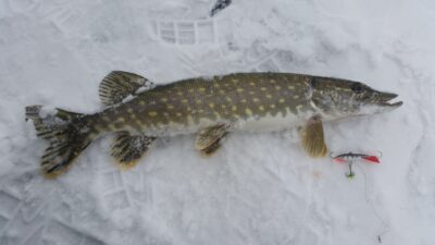 Lydeka, 0,7 kg