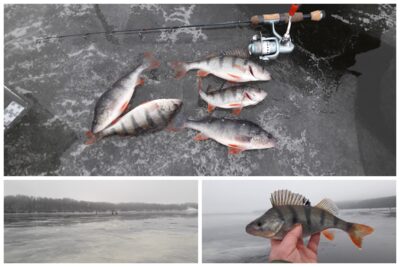 Ešerys ×5 — Kauno marių
