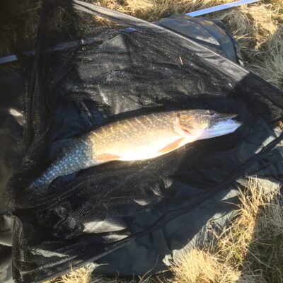 Lydeka, 8,2 kg — Feur-loch