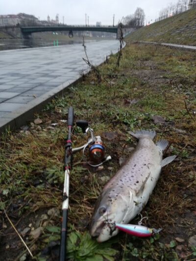 Šlakis, 1,6 kg — Neris