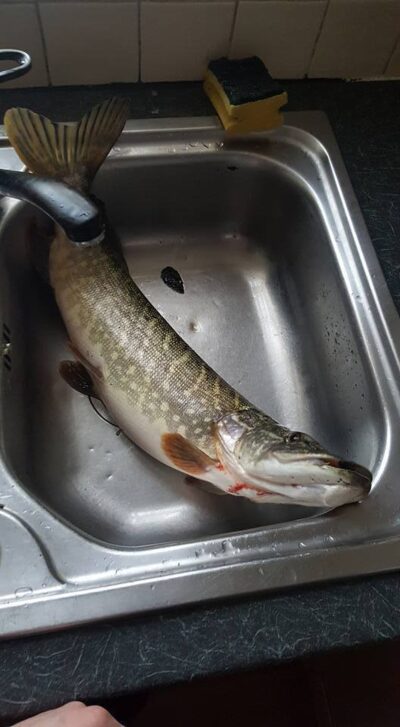 Lydeka, 2,3 kg