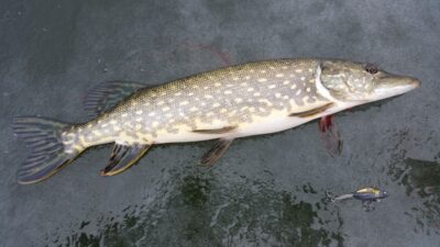 Lydeka, 1,1 kg