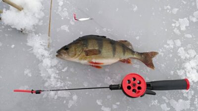 Ešerys, 0,3 kg — Žaltytis