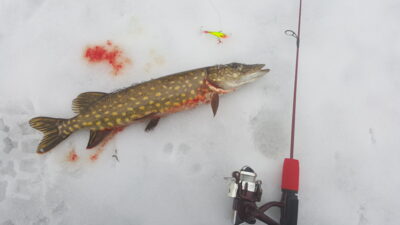 Lydeka, 0,6 kg