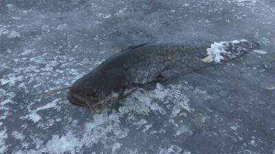 šamas, 3,0 kg