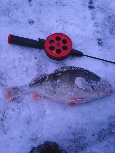 Ešerys, 0,6 kg — Kauno marių