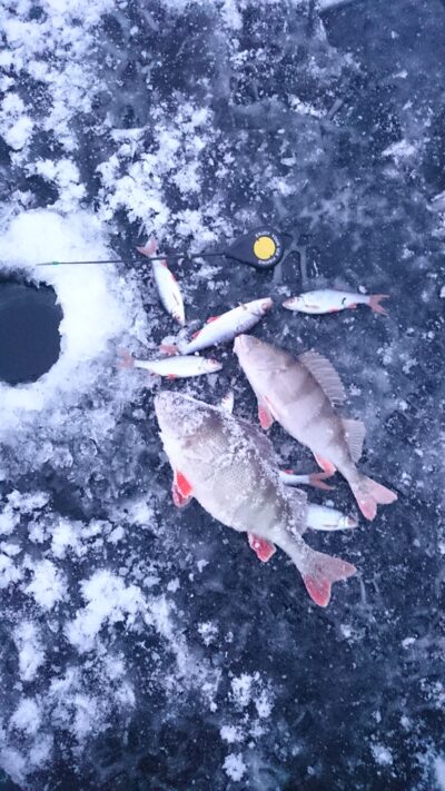 Ešerys ×2 — Bubių