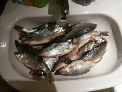 Paprastoji kuoja ×25 — Kuršių