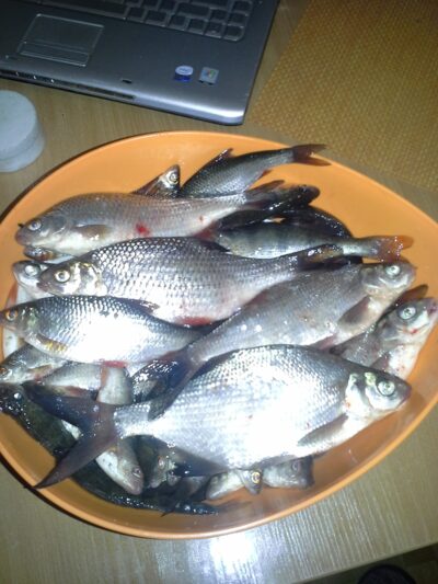 Paprastoji kuoja, 0,3 kg