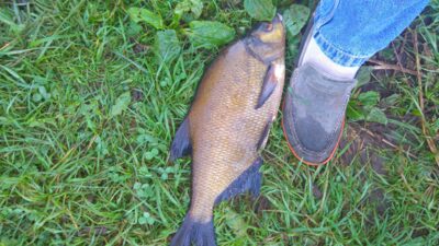 Karšis, 2,9 kg — Ubiškės