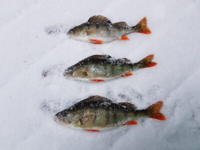 Ešerys, 0,2 kg