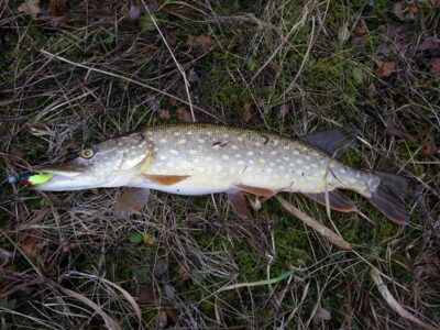 Lydeka, 1,2 kg