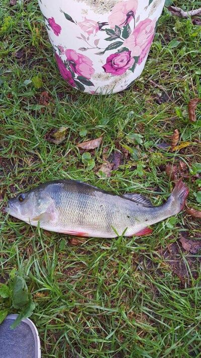 Ešerys, 0,6 kg