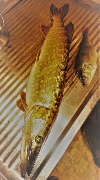 Lydeka, 1,2 kg — Klaipėdos