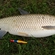 Baltasis amūras