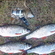 Paprastoji kuoja