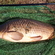Paprastasis karpis