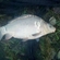 Paprastasis karpis