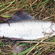 Kiršlys