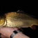 Paprastasis karpis