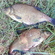 Karšis
