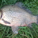 Sidabrinis karosas