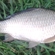 Sidabrinis karosas