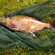 Karšis