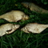 Karšis