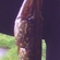Lydeka