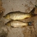 Paprastasis karpis