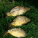 Paprastasis karpis