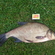 Karšis