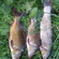 Paprastasis karpis