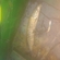 Lydeka