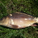 Paprastasis karpis